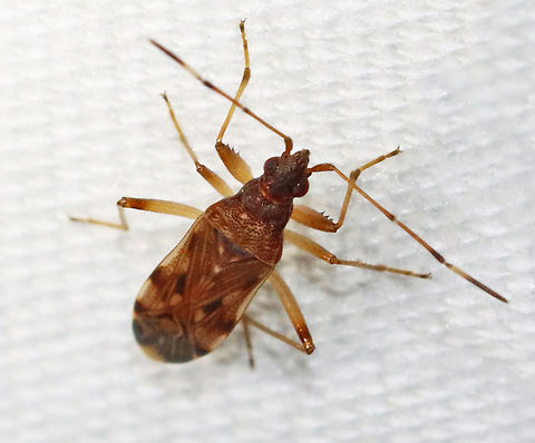 Dirt-colored Seed Bug - Ozophora picturata Habitat: Attracted to a light Geotagged,Ozophora picturata,Rhyparochromidae,Summer,United States,bug,ozophora,seed bug