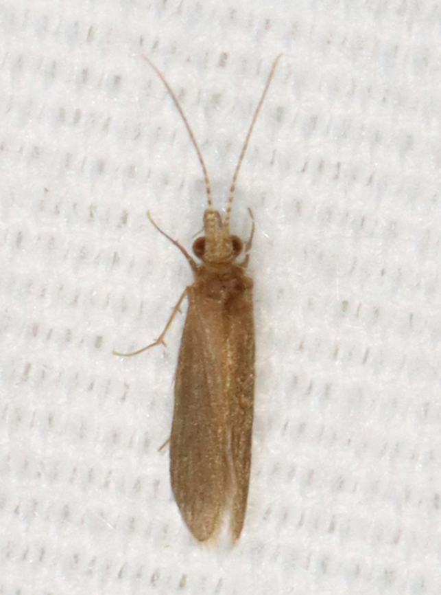 Tiny Caddisfly - Order Trichoptera, Suborder Annulipalpia Habitat: Attracted to a light; rural area Annulipalpia,Geotagged,Summer,United States,caddisfly,trichoptera