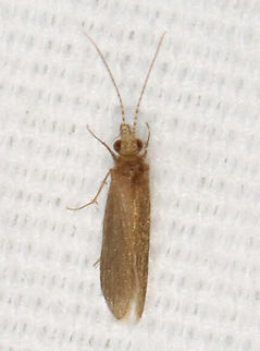 Tiny Caddisfly - Order Trichoptera, Suborder Annulipalpia Habitat: Attracted to a light; rural area Annulipalpia,Geotagged,Summer,United States,caddisfly,trichoptera