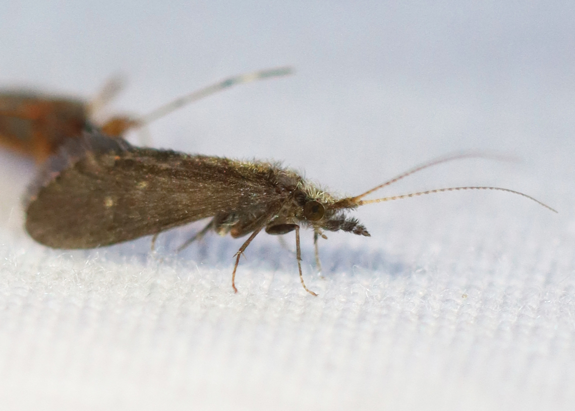 Bizarre Caddisfly - Family Lepidostomatidae Habitat: Attracted to a light; rural area Geotagged,Lepidostomatidae,Summer,United States,bizarre caddisfly,caddisfly,trichoptera