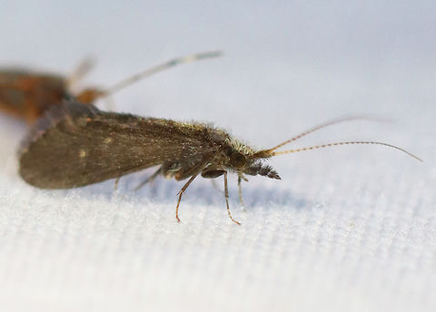 Bizarre Caddisfly - Family Lepidostomatidae Habitat: Attracted to a light; rural area Geotagged,Lepidostomatidae,Summer,United States,bizarre caddisfly,caddisfly,trichoptera