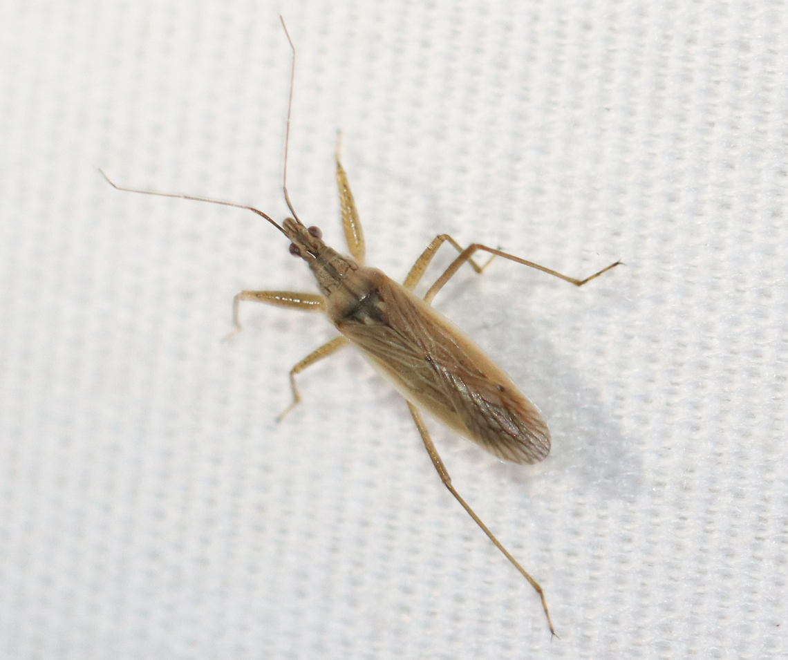 Damsel Bug - Nabis sp., maybe Nabis roseipennis Habitat: Attracted to a light; rural area Geotagged,Summer,United States,damsel bug,nabidae,nabis