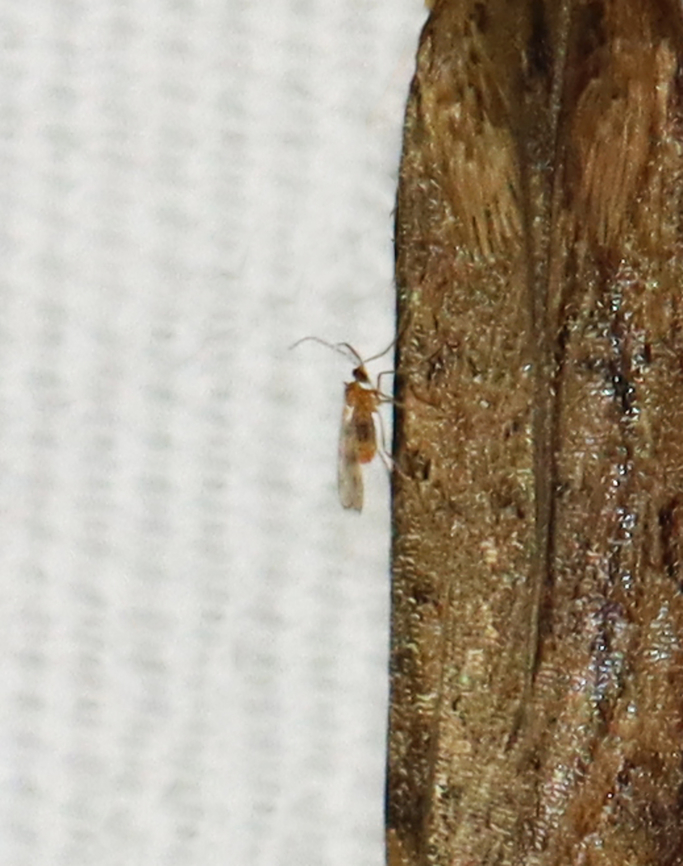 Gall Midge - Order Diptera, Family Cecidomyiidae I noticed this fly when editing a photo of a lucerne moth (Nomophila nearctica). <br />
<br />
Habitat: Attracted to a light; rural area Cecidomyiidae,Geotagged,Summer,United States,diptera,fly,gall gnat,gall midge