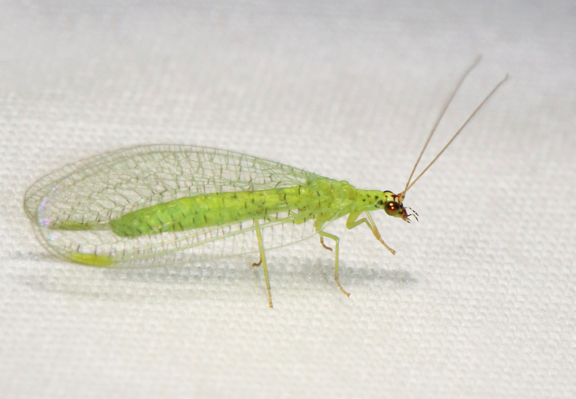 Golden-eyes Lacewing - Chrysopa oculata Habitat: Attracted to a light; rural area Chrysopa,Chrysopa oculata,Geotagged,Golden-eyed lacewing,Summer,United States,lacewing