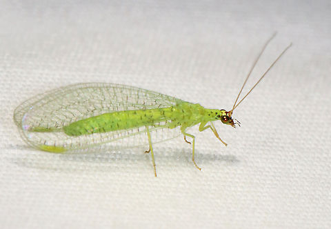 Golden-eyes Lacewing - Chrysopa oculata Habitat: Attracted to a light; rural area Chrysopa,Chrysopa oculata,Geotagged,Golden-eyed lacewing,Summer,United States,lacewing