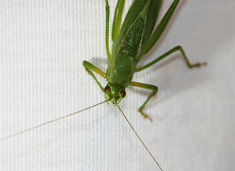 Katydid - Scudderia sp. Habitat: Attracted to a light; rural area
https://www.jungledragon.com/image/138938/katydid_-_scudderia_sp.html Geotagged,Northern Bush Katydid,Scudderia,Scudderia septentrionalis,Summer,United States,katydid
