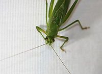 Katydid - Scudderia sp. Habitat: Attracted to a light; rural area<br />
https://www.jungledragon.com/image/138938/katydid_-_scudderia_sp.html Geotagged,Northern Bush Katydid,Scudderia,Scudderia septentrionalis,Summer,United States,katydid
