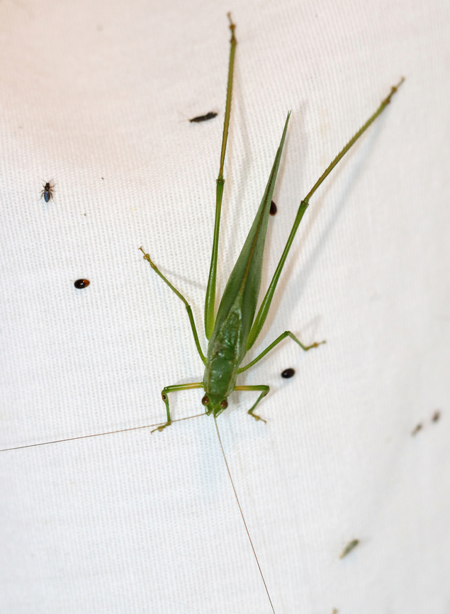 Katydid - Scudderia sp. Habitat: Attracted to a light; rural area<br />
<figure class="photo"><a href="https://www.jungledragon.com/image/138937/katydid_-_scudderia_sp.html" title="Katydid - Scudderia sp."><img src="https://s3.amazonaws.com/media.jungledragon.com/images/3232/138937_thumb.jpg?AWSAccessKeyId=05GMT0V3GWVNE7GGM1R2&Expires=1770854410&Signature=j7a4g2i7ovYczcc5huaBgZJXyT4%3D" width="200" height="146" alt="Katydid - Scudderia sp. Habitat: Attracted to a light; rural area<br />
https://www.jungledragon.com/image/138938/katydid_-_scudderia_sp.html Geotagged,Northern Bush Katydid,Scudderia,Scudderia septentrionalis,Summer,United States,katydid" /></a></figure> Geotagged,Summer,United States