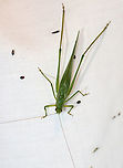 Katydid - Scudderia sp. Habitat: Attracted to a light; rural area<br />
https://www.jungledragon.com/image/138937/katydid_-_scudderia_sp.html Geotagged,Summer,United States