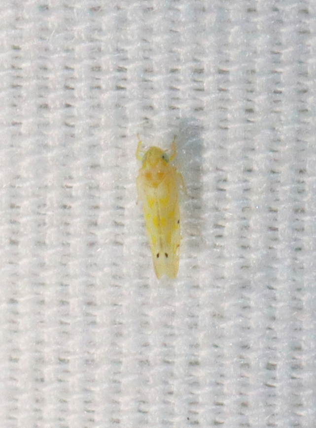 Leafhopper - Family Cicadellidae Habitat: Attracted to a light; rural area Geotagged,Summer,United States,cicadellidae,leafhopper