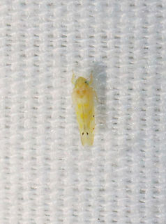 Leafhopper - Family Cicadellidae Habitat: Attracted to a light; rural area Geotagged,Summer,United States,cicadellidae,leafhopper