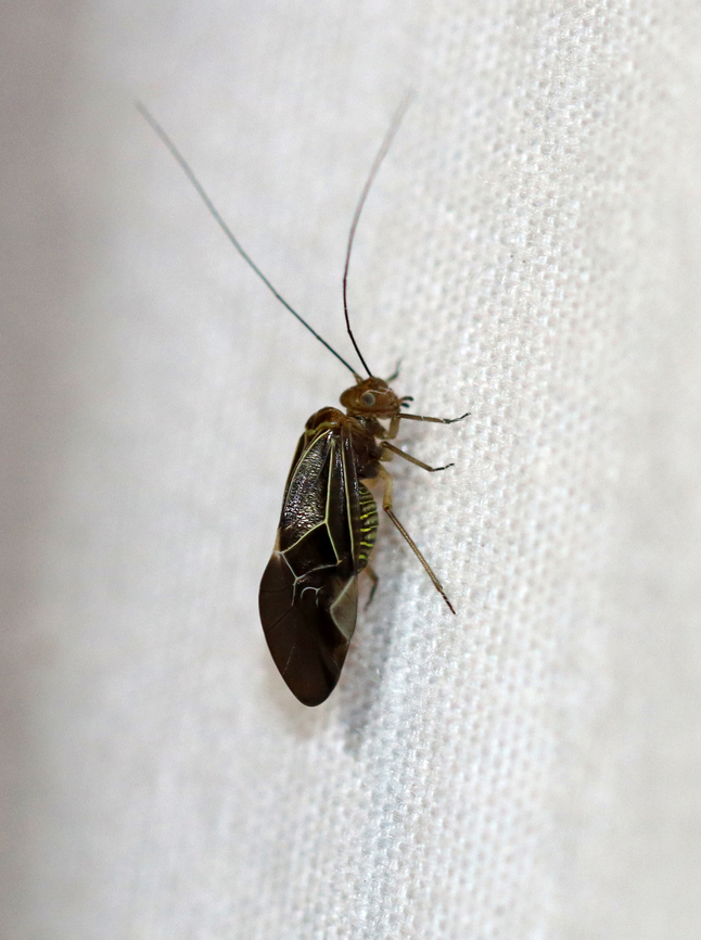 Tree Cattle - Cerastipsocus venosus Habitat: Attracted to a light; rural area<br />
<figure class="photo"><a href="https://www.jungledragon.com/image/139000/tree_cattle_-_cerastipsocus_venosus.html" title="Tree Cattle - Cerastipsocus venosus"><img src="https://s3.amazonaws.com/media.jungledragon.com/images/3232/139000_thumb.jpg?AWSAccessKeyId=05GMT0V3GWVNE7GGM1R2&Expires=1767225610&Signature=Qa7YjVUyGGzD3Kwc3MPz8sAkBGs%3D" width="110" height="152" alt="Tree Cattle - Cerastipsocus venosus Habitat: Attracted to a light; rural area<br />
https://www.jungledragon.com/image/138998/tree_cattle_-_cerastipsocus_venosus.html Cerastipsocus venosus,Geotagged,Summer,Tree Cattle,United States" /></a></figure> Cerastipsocus,Cerastipsocus venosus,Geotagged,Psocidae,Summer,United States,barklouse,tree cattle