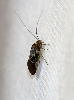 Tree Cattle - Cerastipsocus venosus Habitat: Attracted to a light; rural area
https://www.jungledragon.com/image/139000/tree_cattle_-_cerastipsocus_venosus.html Cerastipsocus,Cerastipsocus venosus,Geotagged,Psocidae,Summer,United States,barklouse,tree cattle