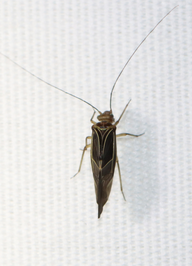 Tree Cattle - Cerastipsocus venosus Habitat: Attracted to a light; rural area<br />
<figure class="photo"><a href="https://www.jungledragon.com/image/138998/tree_cattle_-_cerastipsocus_venosus.html" title="Tree Cattle - Cerastipsocus venosus"><img src="https://s3.amazonaws.com/media.jungledragon.com/images/3232/138998_thumb.jpg?AWSAccessKeyId=05GMT0V3GWVNE7GGM1R2&Expires=1763596810&Signature=O3sYtBhPuJw11%2BXM%2F93gtTIRWXg%3D" width="114" height="152" alt="Tree Cattle - Cerastipsocus venosus Habitat: Attracted to a light; rural area<br />
https://www.jungledragon.com/image/139000/tree_cattle_-_cerastipsocus_venosus.html Cerastipsocus,Cerastipsocus venosus,Geotagged,Psocidae,Summer,United States,barklouse,tree cattle" /></a></figure> Cerastipsocus venosus,Geotagged,Summer,Tree Cattle,United States