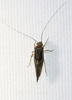 Tree Cattle - Cerastipsocus venosus Habitat: Attracted to a light; rural area
https://www.jungledragon.com/image/138998/tree_cattle_-_cerastipsocus_venosus.html Cerastipsocus venosus,Geotagged,Summer,Tree Cattle,United States