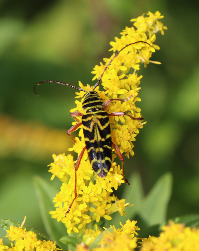Locust Borer - Megacyllene robiniae A pretty beetle, but a serious pest.<br />
<br />
Habitat: Meadow Geotagged,Locust borer,Megacyllene,Megacyllene robiniae,Summer,United States,beetle,longhorn beetle