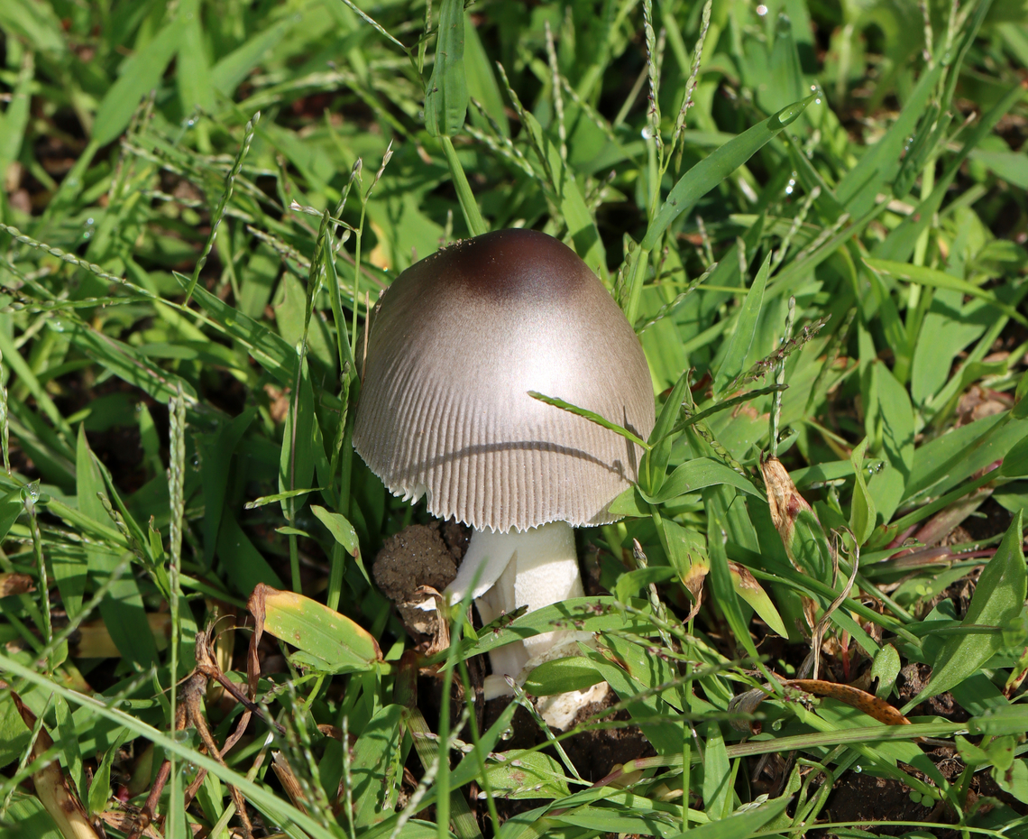 Mushroom - Amanita sp. Habitat: Growing in a grassy area near the edge of a pond. Geotagged,Summer,United States,amanita,fungus,mushroom