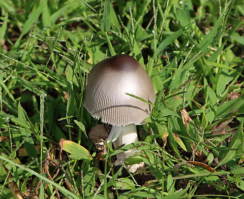 Mushroom - Amanita sp. Habitat: Growing in a grassy area near the edge of a pond. Geotagged,Summer,United States,amanita,fungus,mushroom