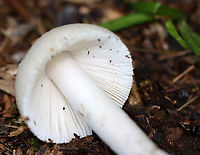 Mushroom - Amanita sp. Habitat: Growing on rotting wood; mostly deciduous forest<br />
https://www.jungledragon.com/image/139102/mushroom_-_amanita_sp.html Geotagged,Summer,United States,amanita,fungus,mushroom