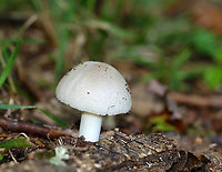 Mushroom - Amanita sp. Habitat: Growing on rotting wood; mostly deciduous forest<br />
https://www.jungledragon.com/image/139101/mushroom_-_amanita_sp.html Geotagged,Summer,United States