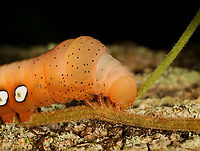 Pandora Sphinx Caterpillar - Eumorpha pandorus I spotted this caterpillar on a tree while hiking. It caught my eye because it was engaging in a strange back-and-forth rhythmic motion, which had a 'dry humping' vibe.<br />
<br />
https://vimeo.com/737354841<br />
<br />
<br />
Habitat: Found on a Parthenocissus quinquefolia vine (Virginia creeper) that was growing up a tree; Mostly deciduous forest<br />
<br />
https://www.jungledragon.com/image/139207/pandora_sphinx_caterpillar_-_eumorpha_pandorus.html<br />
https://www.jungledragon.com/image/139212/pandora_sphinx_caterpillar_-_eumorpha_pandorus.html<br />
https://www.jungledragon.com/image/139211/pandora_sphinx_caterpillar_-_eumorpha_pandorus.html<br />
https://www.jungledragon.com/image/139210/pandora_sphinx_caterpillar_-_eumorpha_pandorus.html<br />
https://www.jungledragon.com/image/139209/pandora_sphinx_caterpillar_-_eumorpha_pandorus.html<br />
https://www.jungledragon.com/image/139208/pandora_sphinx_caterpillar_-_eumorpha_pandorus.html Eumorpha pandorus,Geotagged,Pandora sphinx,Summer,United States