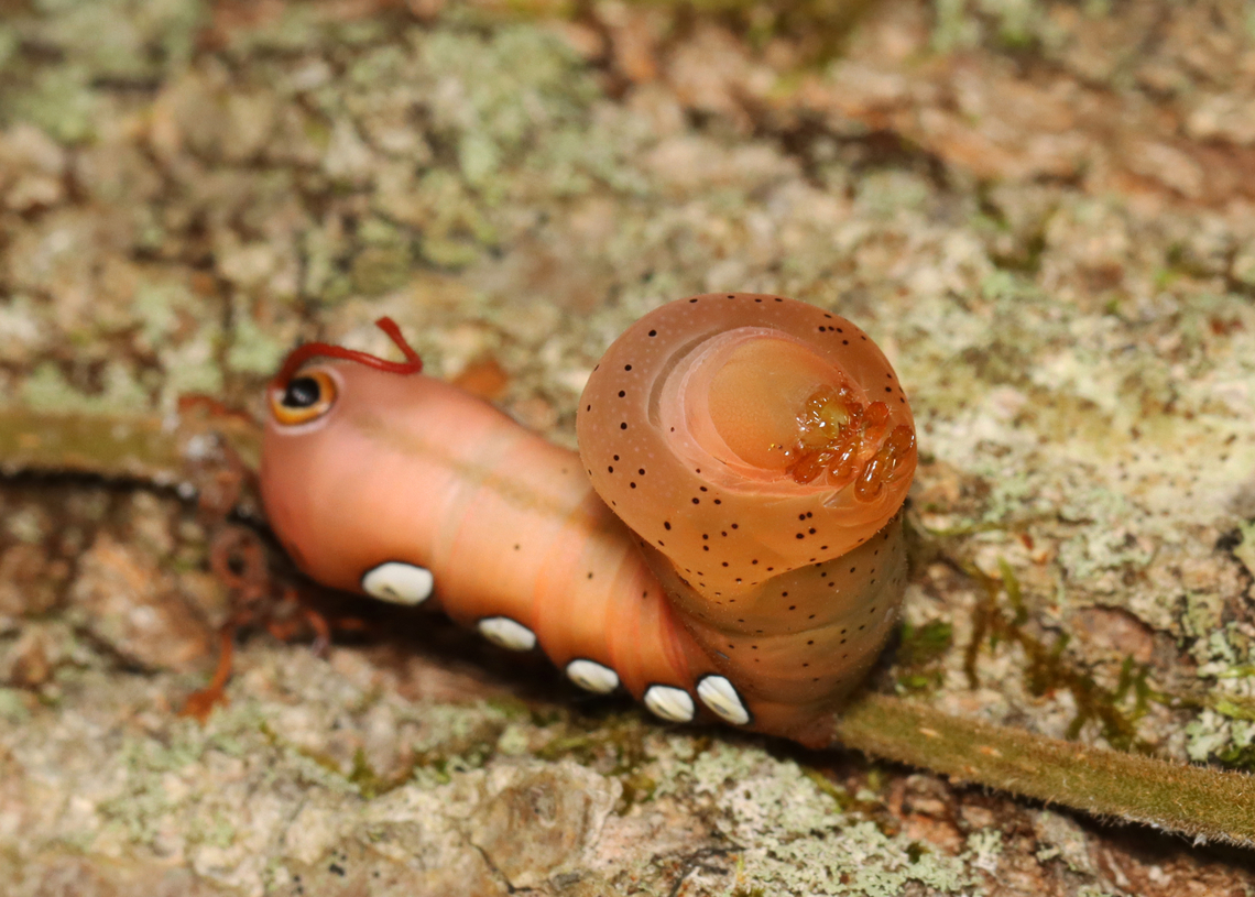 Pandora Sphinx Caterpillar - Eumorpha pandorus I spotted this caterpillar on a tree while hiking. It caught my eye because it was engaging in a strange back-and-forth rhythmic motion, which had a 'dry humping' vibe.<br />
<br />
<section class="video"><iframe width="448" height="252" src="https://player.vimeo.com/video/737354841?title=0&byline=0&portrait=0" frameborder="0"></iframe></section><br />
<br />
<br />
Habitat: Found on a Parthenocissus quinquefolia vine (Virginia creeper) that was growing up a tree; Mostly deciduous forest<br />
<br />
<figure class="photo"><a href="https://www.jungledragon.com/image/139207/pandora_sphinx_caterpillar_-_eumorpha_pandorus.html" title="Pandora Sphinx Caterpillar - Eumorpha pandorus"><img src="https://s3.amazonaws.com/media.jungledragon.com/images/3232/139207_thumb.jpg?AWSAccessKeyId=05GMT0V3GWVNE7GGM1R2&Expires=1759968010&Signature=%2BSGrtaWeEhSN2JK5oi9bZTKO4Ns%3D" width="200" height="152" alt="Pandora Sphinx Caterpillar - Eumorpha pandorus I spotted this caterpillar on a tree while hiking. It caught my eye because it was engaging in a strange back-and-forth rhythmic motion, which had a 'dry humping' vibe.<br />
<br />
https://vimeo.com/737354841<br />
<br />
<br />
Habitat: Found on a Parthenocissus quinquefolia vine (Virginia creeper) that was growing up a tree; Mostly deciduous forest<br />
<br />
https://www.jungledragon.com/image/139207/pandora_sphinx_caterpillar_-_eumorpha_pandorus.html<br />
https://www.jungledragon.com/image/139212/pandora_sphinx_caterpillar_-_eumorpha_pandorus.html<br />
https://www.jungledragon.com/image/139211/pandora_sphinx_caterpillar_-_eumorpha_pandorus.html<br />
https://www.jungledragon.com/image/139210/pandora_sphinx_caterpillar_-_eumorpha_pandorus.html<br />
https://www.jungledragon.com/image/139209/pandora_sphinx_caterpillar_-_eumorpha_pandorus.html<br />
https://www.jungledragon.com/image/139208/pandora_sphinx_caterpillar_-_eumorpha_pandorus.html Eumorpha pandorus,Geotagged,Pandora sphinx,Summer,United States" /></a></figure><br />
<figure class="photo"><a href="https://www.jungledragon.com/image/139212/pandora_sphinx_caterpillar_-_eumorpha_pandorus.html" title="Pandora Sphinx Caterpillar - Eumorpha pandorus"><img src="https://s3.amazonaws.com/media.jungledragon.com/images/3232/139212_thumb.jpg?AWSAccessKeyId=05GMT0V3GWVNE7GGM1R2&Expires=1759968010&Signature=UhRIfOHG8zKwLG6YfPlNKM6832w%3D" width="114" height="152" alt="Pandora Sphinx Caterpillar - Eumorpha pandorus I spotted this caterpillar on a tree while hiking. It caught my eye because it was engaging in a strange back-and-forth rhythmic motion, which had a 'dry humping' vibe.<br />
<br />
https://vimeo.com/737354841<br />
<br />
Habitat: Found on a Parthenocissus quinquefolia vine (Virginia creeper) that was growing up a tree; Mostly deciduous forest<br />
https://www.jungledragon.com/image/139207/pandora_sphinx_caterpillar_-_eumorpha_pandorus.html<br />
https://www.jungledragon.com/image/139212/pandora_sphinx_caterpillar_-_eumorpha_pandorus.html<br />
https://www.jungledragon.com/image/139211/pandora_sphinx_caterpillar_-_eumorpha_pandorus.html<br />
https://www.jungledragon.com/image/139210/pandora_sphinx_caterpillar_-_eumorpha_pandorus.html<br />
https://www.jungledragon.com/image/139209/pandora_sphinx_caterpillar_-_eumorpha_pandorus.html<br />
https://www.jungledragon.com/image/139208/pandora_sphinx_caterpillar_-_eumorpha_pandorus.html Eumorpha,Eumorpha pandorus,Geotagged,Pandora sphinx,Summer,United States,caterpillar,nymph" /></a></figure><br />
<figure class="photo"><a href="https://www.jungledragon.com/image/139211/pandora_sphinx_caterpillar_-_eumorpha_pandorus.html" title="Pandora Sphinx Caterpillar - Eumorpha pandorus"><img src="https://s3.amazonaws.com/media.jungledragon.com/images/3232/139211_thumb.jpg?AWSAccessKeyId=05GMT0V3GWVNE7GGM1R2&Expires=1759968010&Signature=teHx2McA1Hp84ZWO2DIx1Gn0E1Y%3D" width="102" height="152" alt="Pandora Sphinx Caterpillar - Eumorpha pandorus I spotted this caterpillar on a tree while hiking. It caught my eye because it was engaging in a strange back-and-forth rhythmic motion, which had a 'dry humping' vibe.<br />
<br />
https://vimeo.com/737354841<br />
<br />
<br />
Habitat: Found on a Parthenocissus quinquefolia vine (Virginia creeper) that was growing up a tree; Mostly deciduous forest<br />
<br />
https://www.jungledragon.com/image/139207/pandora_sphinx_caterpillar_-_eumorpha_pandorus.html<br />
https://www.jungledragon.com/image/139212/pandora_sphinx_caterpillar_-_eumorpha_pandorus.html<br />
https://www.jungledragon.com/image/139211/pandora_sphinx_caterpillar_-_eumorpha_pandorus.html<br />
https://www.jungledragon.com/image/139210/pandora_sphinx_caterpillar_-_eumorpha_pandorus.html<br />
https://www.jungledragon.com/image/139209/pandora_sphinx_caterpillar_-_eumorpha_pandorus.html<br />
https://www.jungledragon.com/image/139208/pandora_sphinx_caterpillar_-_eumorpha_pandorus.html Eumorpha pandorus,Geotagged,Pandora sphinx,Summer,United States" /></a></figure><br />
<figure class="photo"><a href="https://www.jungledragon.com/image/139210/pandora_sphinx_caterpillar_-_eumorpha_pandorus.html" title="Pandora Sphinx Caterpillar - Eumorpha pandorus"><img src="https://s3.amazonaws.com/media.jungledragon.com/images/3232/139210_thumb.jpg?AWSAccessKeyId=05GMT0V3GWVNE7GGM1R2&Expires=1759968010&Signature=p0mxpYMIvmKcMzo%2FxKd9e2Ne198%3D" width="200" height="158" alt="Pandora Sphinx Caterpillar - Eumorpha pandorus I spotted this caterpillar on a tree while hiking. It caught my eye because it was engaging in a strange back-and-forth rhythmic motion, which had a 'dry humping' vibe.<br />
<br />
https://vimeo.com/737354841<br />
<br />
<br />
Habitat: Found on a Parthenocissus quinquefolia vine (Virginia creeper) that was growing up a tree; Mostly deciduous forest<br />
<br />
https://www.jungledragon.com/image/139207/pandora_sphinx_caterpillar_-_eumorpha_pandorus.html<br />
https://www.jungledragon.com/image/139212/pandora_sphinx_caterpillar_-_eumorpha_pandorus.html<br />
https://www.jungledragon.com/image/139211/pandora_sphinx_caterpillar_-_eumorpha_pandorus.html<br />
https://www.jungledragon.com/image/139210/pandora_sphinx_caterpillar_-_eumorpha_pandorus.html<br />
https://www.jungledragon.com/image/139209/pandora_sphinx_caterpillar_-_eumorpha_pandorus.html<br />
https://www.jungledragon.com/image/139208/pandora_sphinx_caterpillar_-_eumorpha_pandorus.html Eumorpha pandorus,Geotagged,Pandora sphinx,Summer,United States" /></a></figure><br />
<figure class="photo"><a href="https://www.jungledragon.com/image/139209/pandora_sphinx_caterpillar_-_eumorpha_pandorus.html" title="Pandora Sphinx Caterpillar - Eumorpha pandorus"><img src="https://s3.amazonaws.com/media.jungledragon.com/images/3232/139209_thumb.jpg?AWSAccessKeyId=05GMT0V3GWVNE7GGM1R2&Expires=1759968010&Signature=vZy3NlruFwYXH6TxuRFGVzMqg8M%3D" width="200" height="144" alt="Pandora Sphinx Caterpillar - Eumorpha pandorus I spotted this caterpillar on a tree while hiking. It caught my eye because it was engaging in a strange back-and-forth rhythmic motion.<br />
<br />
https://vimeo.com/737354841<br />
<br />
<br />
Habitat: Found on a Parthenocissus quinquefolia vine (Virginia creeper) that was growing up a tree; Mostly deciduous forest<br />
<br />
https://www.jungledragon.com/image/139207/pandora_sphinx_caterpillar_-_eumorpha_pandorus.html<br />
https://www.jungledragon.com/image/139212/pandora_sphinx_caterpillar_-_eumorpha_pandorus.html<br />
https://www.jungledragon.com/image/139211/pandora_sphinx_caterpillar_-_eumorpha_pandorus.html<br />
https://www.jungledragon.com/image/139210/pandora_sphinx_caterpillar_-_eumorpha_pandorus.html<br />
https://www.jungledragon.com/image/139209/pandora_sphinx_caterpillar_-_eumorpha_pandorus.html<br />
https://www.jungledragon.com/image/139208/pandora_sphinx_caterpillar_-_eumorpha_pandorus.html Eumorpha pandorus,Geotagged,Pandora sphinx,Summer,United States" /></a></figure><br />
<figure class="photo"><a href="https://www.jungledragon.com/image/139208/pandora_sphinx_caterpillar_-_eumorpha_pandorus.html" title="Pandora Sphinx Caterpillar - Eumorpha pandorus"><img src="https://s3.amazonaws.com/media.jungledragon.com/images/3232/139208_thumb.jpg?AWSAccessKeyId=05GMT0V3GWVNE7GGM1R2&Expires=1759968010&Signature=y1NjzVb2WXHVC%2FQBXphWNlJUC%2Fk%3D" width="200" height="144" alt="Pandora Sphinx Caterpillar - Eumorpha pandorus I spotted this caterpillar on a tree while hiking. It caught my eye because it was engaging in a strange back-and-forth rhythmic motion, which had a 'dry humping' vibe.<br />
<br />
https://vimeo.com/737354841<br />
<br />
<br />
Habitat: Found on a Parthenocissus quinquefolia vine (Virginia creeper) that was growing up a tree; Mostly deciduous forest<br />
<br />
https://www.jungledragon.com/image/139207/pandora_sphinx_caterpillar_-_eumorpha_pandorus.html<br />
https://www.jungledragon.com/image/139212/pandora_sphinx_caterpillar_-_eumorpha_pandorus.html<br />
https://www.jungledragon.com/image/139211/pandora_sphinx_caterpillar_-_eumorpha_pandorus.html<br />
https://www.jungledragon.com/image/139210/pandora_sphinx_caterpillar_-_eumorpha_pandorus.html<br />
https://www.jungledragon.com/image/139209/pandora_sphinx_caterpillar_-_eumorpha_pandorus.html<br />
https://www.jungledragon.com/image/139208/pandora_sphinx_caterpillar_-_eumorpha_pandorus.html Eumorpha pandorus,Geotagged,Pandora sphinx,Summer,United States" /></a></figure> Eumorpha pandorus,Geotagged,Pandora sphinx,Summer,United States