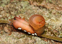 Pandora Sphinx Caterpillar - Eumorpha pandorus I spotted this caterpillar on a tree while hiking. It caught my eye because it was engaging in a strange back-and-forth rhythmic motion, which had a 'dry humping' vibe.<br />
<br />
https://vimeo.com/737354841<br />
<br />
<br />
Habitat: Found on a Parthenocissus quinquefolia vine (Virginia creeper) that was growing up a tree; Mostly deciduous forest<br />
<br />
https://www.jungledragon.com/image/139207/pandora_sphinx_caterpillar_-_eumorpha_pandorus.html<br />
https://www.jungledragon.com/image/139212/pandora_sphinx_caterpillar_-_eumorpha_pandorus.html<br />
https://www.jungledragon.com/image/139211/pandora_sphinx_caterpillar_-_eumorpha_pandorus.html<br />
https://www.jungledragon.com/image/139210/pandora_sphinx_caterpillar_-_eumorpha_pandorus.html<br />
https://www.jungledragon.com/image/139209/pandora_sphinx_caterpillar_-_eumorpha_pandorus.html<br />
https://www.jungledragon.com/image/139208/pandora_sphinx_caterpillar_-_eumorpha_pandorus.html Eumorpha pandorus,Geotagged,Pandora sphinx,Summer,United States