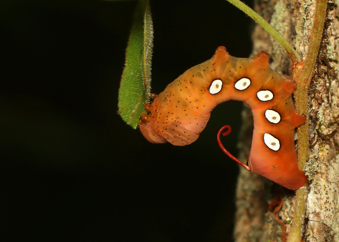 Pandora Sphinx Caterpillar - Eumorpha pandorus I spotted this caterpillar on a tree while hiking. It caught my eye because it was engaging in a strange back-and-forth rhythmic motion.<br />
<br />
<section class="video"><iframe width="448" height="252" src="https://player.vimeo.com/video/737354841?title=0&byline=0&portrait=0" frameborder="0"></iframe></section><br />
<br />
<br />
Habitat: Found on a Parthenocissus quinquefolia vine (Virginia creeper) that was growing up a tree; Mostly deciduous forest<br />
<br />
<figure class="photo"><a href="https://www.jungledragon.com/image/139207/pandora_sphinx_caterpillar_-_eumorpha_pandorus.html" title="Pandora Sphinx Caterpillar - Eumorpha pandorus"><img src="https://s3.amazonaws.com/media.jungledragon.com/images/3232/139207_thumb.jpg?AWSAccessKeyId=05GMT0V3GWVNE7GGM1R2&Expires=1759968010&Signature=%2BSGrtaWeEhSN2JK5oi9bZTKO4Ns%3D" width="200" height="152" alt="Pandora Sphinx Caterpillar - Eumorpha pandorus I spotted this caterpillar on a tree while hiking. It caught my eye because it was engaging in a strange back-and-forth rhythmic motion, which had a &#039;dry humping&#039; vibe.<br />
<br />
https://vimeo.com/737354841<br />
<br />
<br />
Habitat: Found on a Parthenocissus quinquefolia vine (Virginia creeper) that was growing up a tree; Mostly deciduous forest<br />
<br />
https://www.jungledragon.com/image/139207/pandora_sphinx_caterpillar_-_eumorpha_pandorus.html<br />
https://www.jungledragon.com/image/139212/pandora_sphinx_caterpillar_-_eumorpha_pandorus.html<br />
https://www.jungledragon.com/image/139211/pandora_sphinx_caterpillar_-_eumorpha_pandorus.html<br />
https://www.jungledragon.com/image/139210/pandora_sphinx_caterpillar_-_eumorpha_pandorus.html<br />
https://www.jungledragon.com/image/139209/pandora_sphinx_caterpillar_-_eumorpha_pandorus.html<br />
https://www.jungledragon.com/image/139208/pandora_sphinx_caterpillar_-_eumorpha_pandorus.html Eumorpha pandorus,Geotagged,Pandora sphinx,Summer,United States" /></a></figure><br />
<figure class="photo"><a href="https://www.jungledragon.com/image/139212/pandora_sphinx_caterpillar_-_eumorpha_pandorus.html" title="Pandora Sphinx Caterpillar - Eumorpha pandorus"><img src="https://s3.amazonaws.com/media.jungledragon.com/images/3232/139212_thumb.jpg?AWSAccessKeyId=05GMT0V3GWVNE7GGM1R2&Expires=1759968010&Signature=UhRIfOHG8zKwLG6YfPlNKM6832w%3D" width="114" height="152" alt="Pandora Sphinx Caterpillar - Eumorpha pandorus I spotted this caterpillar on a tree while hiking. It caught my eye because it was engaging in a strange back-and-forth rhythmic motion, which had a &#039;dry humping&#039; vibe.<br />
<br />
https://vimeo.com/737354841<br />
<br />
Habitat: Found on a Parthenocissus quinquefolia vine (Virginia creeper) that was growing up a tree; Mostly deciduous forest<br />
https://www.jungledragon.com/image/139207/pandora_sphinx_caterpillar_-_eumorpha_pandorus.html<br />
https://www.jungledragon.com/image/139212/pandora_sphinx_caterpillar_-_eumorpha_pandorus.html<br />
https://www.jungledragon.com/image/139211/pandora_sphinx_caterpillar_-_eumorpha_pandorus.html<br />
https://www.jungledragon.com/image/139210/pandora_sphinx_caterpillar_-_eumorpha_pandorus.html<br />
https://www.jungledragon.com/image/139209/pandora_sphinx_caterpillar_-_eumorpha_pandorus.html<br />
https://www.jungledragon.com/image/139208/pandora_sphinx_caterpillar_-_eumorpha_pandorus.html Eumorpha,Eumorpha pandorus,Geotagged,Pandora sphinx,Summer,United States,caterpillar,nymph" /></a></figure><br />
<figure class="photo"><a href="https://www.jungledragon.com/image/139211/pandora_sphinx_caterpillar_-_eumorpha_pandorus.html" title="Pandora Sphinx Caterpillar - Eumorpha pandorus"><img src="https://s3.amazonaws.com/media.jungledragon.com/images/3232/139211_thumb.jpg?AWSAccessKeyId=05GMT0V3GWVNE7GGM1R2&Expires=1759968010&Signature=teHx2McA1Hp84ZWO2DIx1Gn0E1Y%3D" width="102" height="152" alt="Pandora Sphinx Caterpillar - Eumorpha pandorus I spotted this caterpillar on a tree while hiking. It caught my eye because it was engaging in a strange back-and-forth rhythmic motion, which had a &#039;dry humping&#039; vibe.<br />
<br />
https://vimeo.com/737354841<br />
<br />
<br />
Habitat: Found on a Parthenocissus quinquefolia vine (Virginia creeper) that was growing up a tree; Mostly deciduous forest<br />
<br />
https://www.jungledragon.com/image/139207/pandora_sphinx_caterpillar_-_eumorpha_pandorus.html<br />
https://www.jungledragon.com/image/139212/pandora_sphinx_caterpillar_-_eumorpha_pandorus.html<br />
https://www.jungledragon.com/image/139211/pandora_sphinx_caterpillar_-_eumorpha_pandorus.html<br />
https://www.jungledragon.com/image/139210/pandora_sphinx_caterpillar_-_eumorpha_pandorus.html<br />
https://www.jungledragon.com/image/139209/pandora_sphinx_caterpillar_-_eumorpha_pandorus.html<br />
https://www.jungledragon.com/image/139208/pandora_sphinx_caterpillar_-_eumorpha_pandorus.html Eumorpha pandorus,Geotagged,Pandora sphinx,Summer,United States" /></a></figure><br />
<figure class="photo"><a href="https://www.jungledragon.com/image/139210/pandora_sphinx_caterpillar_-_eumorpha_pandorus.html" title="Pandora Sphinx Caterpillar - Eumorpha pandorus"><img src="https://s3.amazonaws.com/media.jungledragon.com/images/3232/139210_thumb.jpg?AWSAccessKeyId=05GMT0V3GWVNE7GGM1R2&Expires=1759968010&Signature=p0mxpYMIvmKcMzo%2FxKd9e2Ne198%3D" width="200" height="158" alt="Pandora Sphinx Caterpillar - Eumorpha pandorus I spotted this caterpillar on a tree while hiking. It caught my eye because it was engaging in a strange back-and-forth rhythmic motion, which had a &#039;dry humping&#039; vibe.<br />
<br />
https://vimeo.com/737354841<br />
<br />
<br />
Habitat: Found on a Parthenocissus quinquefolia vine (Virginia creeper) that was growing up a tree; Mostly deciduous forest<br />
<br />
https://www.jungledragon.com/image/139207/pandora_sphinx_caterpillar_-_eumorpha_pandorus.html<br />
https://www.jungledragon.com/image/139212/pandora_sphinx_caterpillar_-_eumorpha_pandorus.html<br />
https://www.jungledragon.com/image/139211/pandora_sphinx_caterpillar_-_eumorpha_pandorus.html<br />
https://www.jungledragon.com/image/139210/pandora_sphinx_caterpillar_-_eumorpha_pandorus.html<br />
https://www.jungledragon.com/image/139209/pandora_sphinx_caterpillar_-_eumorpha_pandorus.html<br />
https://www.jungledragon.com/image/139208/pandora_sphinx_caterpillar_-_eumorpha_pandorus.html Eumorpha pandorus,Geotagged,Pandora sphinx,Summer,United States" /></a></figure><br />
<figure class="photo"><a href="https://www.jungledragon.com/image/139209/pandora_sphinx_caterpillar_-_eumorpha_pandorus.html" title="Pandora Sphinx Caterpillar - Eumorpha pandorus"><img src="https://s3.amazonaws.com/media.jungledragon.com/images/3232/139209_thumb.jpg?AWSAccessKeyId=05GMT0V3GWVNE7GGM1R2&Expires=1759968010&Signature=vZy3NlruFwYXH6TxuRFGVzMqg8M%3D" width="200" height="144" alt="Pandora Sphinx Caterpillar - Eumorpha pandorus I spotted this caterpillar on a tree while hiking. It caught my eye because it was engaging in a strange back-and-forth rhythmic motion.<br />
<br />
https://vimeo.com/737354841<br />
<br />
<br />
Habitat: Found on a Parthenocissus quinquefolia vine (Virginia creeper) that was growing up a tree; Mostly deciduous forest<br />
<br />
https://www.jungledragon.com/image/139207/pandora_sphinx_caterpillar_-_eumorpha_pandorus.html<br />
https://www.jungledragon.com/image/139212/pandora_sphinx_caterpillar_-_eumorpha_pandorus.html<br />
https://www.jungledragon.com/image/139211/pandora_sphinx_caterpillar_-_eumorpha_pandorus.html<br />
https://www.jungledragon.com/image/139210/pandora_sphinx_caterpillar_-_eumorpha_pandorus.html<br />
https://www.jungledragon.com/image/139209/pandora_sphinx_caterpillar_-_eumorpha_pandorus.html<br />
https://www.jungledragon.com/image/139208/pandora_sphinx_caterpillar_-_eumorpha_pandorus.html Eumorpha pandorus,Geotagged,Pandora sphinx,Summer,United States" /></a></figure><br />
<figure class="photo"><a href="https://www.jungledragon.com/image/139208/pandora_sphinx_caterpillar_-_eumorpha_pandorus.html" title="Pandora Sphinx Caterpillar - Eumorpha pandorus"><img src="https://s3.amazonaws.com/media.jungledragon.com/images/3232/139208_thumb.jpg?AWSAccessKeyId=05GMT0V3GWVNE7GGM1R2&Expires=1759968010&Signature=y1NjzVb2WXHVC%2FQBXphWNlJUC%2Fk%3D" width="200" height="144" alt="Pandora Sphinx Caterpillar - Eumorpha pandorus I spotted this caterpillar on a tree while hiking. It caught my eye because it was engaging in a strange back-and-forth rhythmic motion, which had a &#039;dry humping&#039; vibe.<br />
<br />
https://vimeo.com/737354841<br />
<br />
<br />
Habitat: Found on a Parthenocissus quinquefolia vine (Virginia creeper) that was growing up a tree; Mostly deciduous forest<br />
<br />
https://www.jungledragon.com/image/139207/pandora_sphinx_caterpillar_-_eumorpha_pandorus.html<br />
https://www.jungledragon.com/image/139212/pandora_sphinx_caterpillar_-_eumorpha_pandorus.html<br />
https://www.jungledragon.com/image/139211/pandora_sphinx_caterpillar_-_eumorpha_pandorus.html<br />
https://www.jungledragon.com/image/139210/pandora_sphinx_caterpillar_-_eumorpha_pandorus.html<br />
https://www.jungledragon.com/image/139209/pandora_sphinx_caterpillar_-_eumorpha_pandorus.html<br />
https://www.jungledragon.com/image/139208/pandora_sphinx_caterpillar_-_eumorpha_pandorus.html Eumorpha pandorus,Geotagged,Pandora sphinx,Summer,United States" /></a></figure> Eumorpha pandorus,Geotagged,Pandora sphinx,Summer,United States