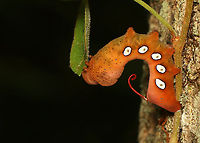 Pandora Sphinx Caterpillar - Eumorpha pandorus I spotted this caterpillar on a tree while hiking. It caught my eye because it was engaging in a strange back-and-forth rhythmic motion.<br />
<br />
https://vimeo.com/737354841<br />
<br />
<br />
Habitat: Found on a Parthenocissus quinquefolia vine (Virginia creeper) that was growing up a tree; Mostly deciduous forest<br />
<br />
https://www.jungledragon.com/image/139207/pandora_sphinx_caterpillar_-_eumorpha_pandorus.html<br />
https://www.jungledragon.com/image/139212/pandora_sphinx_caterpillar_-_eumorpha_pandorus.html<br />
https://www.jungledragon.com/image/139211/pandora_sphinx_caterpillar_-_eumorpha_pandorus.html<br />
https://www.jungledragon.com/image/139210/pandora_sphinx_caterpillar_-_eumorpha_pandorus.html<br />
https://www.jungledragon.com/image/139209/pandora_sphinx_caterpillar_-_eumorpha_pandorus.html<br />
https://www.jungledragon.com/image/139208/pandora_sphinx_caterpillar_-_eumorpha_pandorus.html Eumorpha pandorus,Geotagged,Pandora sphinx,Summer,United States