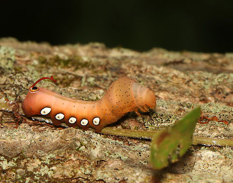 Pandora Sphinx Caterpillar - Eumorpha pandorus I spotted this caterpillar on a tree while hiking. It caught my eye because it was engaging in a strange back-and-forth rhythmic motion, which had a 'dry humping' vibe.

https://vimeo.com/737354841


Habitat: Found on a Parthenocissus quinquefolia vine (Virginia creeper) that was growing up a tree; Mostly deciduous forest

https://www.jungledragon.com/image/139207/pandora_sphinx_caterpillar_-_eumorpha_pandorus.html
https://www.jungledragon.com/image/139212/pandora_sphinx_caterpillar_-_eumorpha_pandorus.html
https://www.jungledragon.com/image/139211/pandora_sphinx_caterpillar_-_eumorpha_pandorus.html
https://www.jungledragon.com/image/139210/pandora_sphinx_caterpillar_-_eumorpha_pandorus.html
https://www.jungledragon.com/image/139209/pandora_sphinx_caterpillar_-_eumorpha_pandorus.html
https://www.jungledragon.com/image/139208/pandora_sphinx_caterpillar_-_eumorpha_pandorus.html Eumorpha pandorus,Geotagged,Pandora sphinx,Summer,United States