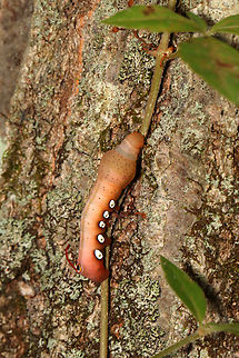 Pandora Sphinx Caterpillar - Eumorpha pandorus I spotted this caterpillar on a tree while hiking. It caught my eye because it was engaging in a strange back-and-forth rhythmic motion, which had a 'dry humping' vibe.

https://vimeo.com/737354841


Habitat: Found on a Parthenocissus quinquefolia vine (Virginia creeper) that was growing up a tree; Mostly deciduous forest

https://www.jungledragon.com/image/139207/pandora_sphinx_caterpillar_-_eumorpha_pandorus.html
https://www.jungledragon.com/image/139212/pandora_sphinx_caterpillar_-_eumorpha_pandorus.html
https://www.jungledragon.com/image/139211/pandora_sphinx_caterpillar_-_eumorpha_pandorus.html
https://www.jungledragon.com/image/139210/pandora_sphinx_caterpillar_-_eumorpha_pandorus.html
https://www.jungledragon.com/image/139209/pandora_sphinx_caterpillar_-_eumorpha_pandorus.html
https://www.jungledragon.com/image/139208/pandora_sphinx_caterpillar_-_eumorpha_pandorus.html Eumorpha pandorus,Geotagged,Pandora sphinx,Summer,United States