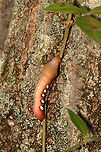 Pandora Sphinx Caterpillar - Eumorpha pandorus I spotted this caterpillar on a tree while hiking. It caught my eye because it was engaging in a strange back-and-forth rhythmic motion, which had a 'dry humping' vibe.<br />
<br />
https://vimeo.com/737354841<br />
<br />
<br />
Habitat: Found on a Parthenocissus quinquefolia vine (Virginia creeper) that was growing up a tree; Mostly deciduous forest<br />
<br />
https://www.jungledragon.com/image/139207/pandora_sphinx_caterpillar_-_eumorpha_pandorus.html<br />
https://www.jungledragon.com/image/139212/pandora_sphinx_caterpillar_-_eumorpha_pandorus.html<br />
https://www.jungledragon.com/image/139211/pandora_sphinx_caterpillar_-_eumorpha_pandorus.html<br />
https://www.jungledragon.com/image/139210/pandora_sphinx_caterpillar_-_eumorpha_pandorus.html<br />
https://www.jungledragon.com/image/139209/pandora_sphinx_caterpillar_-_eumorpha_pandorus.html<br />
https://www.jungledragon.com/image/139208/pandora_sphinx_caterpillar_-_eumorpha_pandorus.html Eumorpha pandorus,Geotagged,Pandora sphinx,Summer,United States