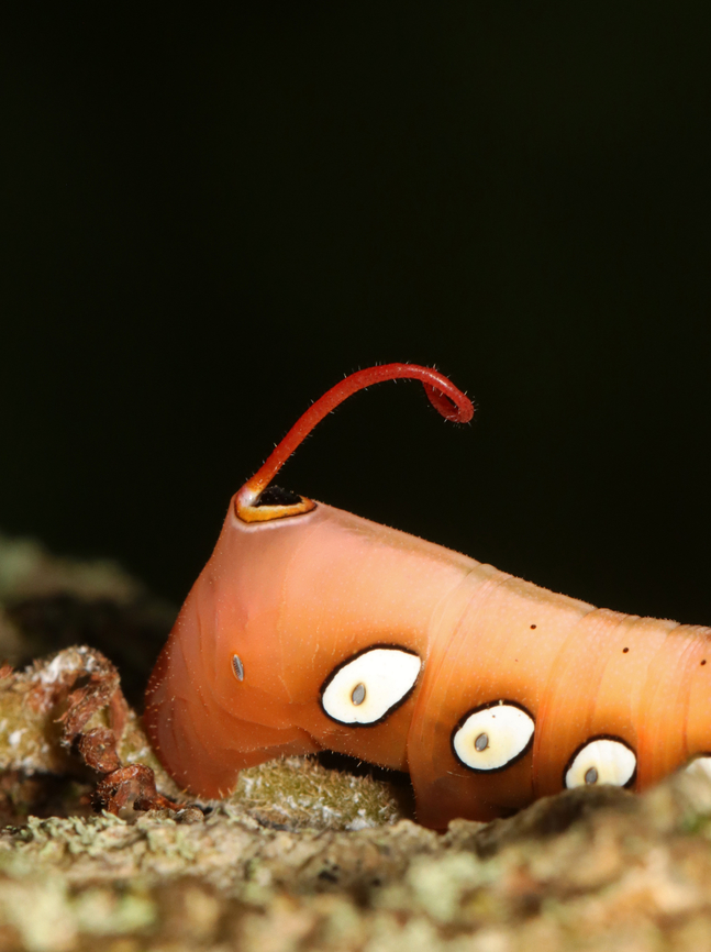 Pandora Sphinx Caterpillar - Eumorpha pandorus I spotted this caterpillar on a tree while hiking. It caught my eye because it was engaging in a strange back-and-forth rhythmic motion, which had a 'dry humping' vibe.<br />
<br />
<section class="video"><iframe width="448" height="252" src="https://player.vimeo.com/video/737354841?title=0&byline=0&portrait=0" frameborder="0"></iframe></section><br />
<br />
Habitat: Found on a Parthenocissus quinquefolia vine (Virginia creeper) that was growing up a tree; Mostly deciduous forest<br />
<figure class="photo"><a href="https://www.jungledragon.com/image/139207/pandora_sphinx_caterpillar_-_eumorpha_pandorus.html" title="Pandora Sphinx Caterpillar - Eumorpha pandorus"><img src="https://s3.amazonaws.com/media.jungledragon.com/images/3232/139207_thumb.jpg?AWSAccessKeyId=05GMT0V3GWVNE7GGM1R2&Expires=1769040010&Signature=XUiCufHuf8qU9csK9NXS1W0qvX8%3D" width="200" height="152" alt="Pandora Sphinx Caterpillar - Eumorpha pandorus I spotted this caterpillar on a tree while hiking. It caught my eye because it was engaging in a strange back-and-forth rhythmic motion, which had a 'dry humping' vibe.<br />
<br />
https://vimeo.com/737354841<br />
<br />
<br />
Habitat: Found on a Parthenocissus quinquefolia vine (Virginia creeper) that was growing up a tree; Mostly deciduous forest<br />
<br />
https://www.jungledragon.com/image/139207/pandora_sphinx_caterpillar_-_eumorpha_pandorus.html<br />
https://www.jungledragon.com/image/139212/pandora_sphinx_caterpillar_-_eumorpha_pandorus.html<br />
https://www.jungledragon.com/image/139211/pandora_sphinx_caterpillar_-_eumorpha_pandorus.html<br />
https://www.jungledragon.com/image/139210/pandora_sphinx_caterpillar_-_eumorpha_pandorus.html<br />
https://www.jungledragon.com/image/139209/pandora_sphinx_caterpillar_-_eumorpha_pandorus.html<br />
https://www.jungledragon.com/image/139208/pandora_sphinx_caterpillar_-_eumorpha_pandorus.html Eumorpha pandorus,Geotagged,Pandora sphinx,Summer,United States" /></a></figure><br />
<figure class="photo"><a href="https://www.jungledragon.com/image/139212/pandora_sphinx_caterpillar_-_eumorpha_pandorus.html" title="Pandora Sphinx Caterpillar - Eumorpha pandorus"><img src="https://s3.amazonaws.com/media.jungledragon.com/images/3232/139212_thumb.jpg?AWSAccessKeyId=05GMT0V3GWVNE7GGM1R2&Expires=1769040010&Signature=Mait%2FsuYrBOf%2BGLlDs%2BzP6RuKgY%3D" width="114" height="152" alt="Pandora Sphinx Caterpillar - Eumorpha pandorus I spotted this caterpillar on a tree while hiking. It caught my eye because it was engaging in a strange back-and-forth rhythmic motion, which had a 'dry humping' vibe.<br />
<br />
https://vimeo.com/737354841<br />
<br />
Habitat: Found on a Parthenocissus quinquefolia vine (Virginia creeper) that was growing up a tree; Mostly deciduous forest<br />
https://www.jungledragon.com/image/139207/pandora_sphinx_caterpillar_-_eumorpha_pandorus.html<br />
https://www.jungledragon.com/image/139212/pandora_sphinx_caterpillar_-_eumorpha_pandorus.html<br />
https://www.jungledragon.com/image/139211/pandora_sphinx_caterpillar_-_eumorpha_pandorus.html<br />
https://www.jungledragon.com/image/139210/pandora_sphinx_caterpillar_-_eumorpha_pandorus.html<br />
https://www.jungledragon.com/image/139209/pandora_sphinx_caterpillar_-_eumorpha_pandorus.html<br />
https://www.jungledragon.com/image/139208/pandora_sphinx_caterpillar_-_eumorpha_pandorus.html Eumorpha,Eumorpha pandorus,Geotagged,Pandora sphinx,Summer,United States,caterpillar,nymph" /></a></figure><br />
<figure class="photo"><a href="https://www.jungledragon.com/image/139211/pandora_sphinx_caterpillar_-_eumorpha_pandorus.html" title="Pandora Sphinx Caterpillar - Eumorpha pandorus"><img src="https://s3.amazonaws.com/media.jungledragon.com/images/3232/139211_thumb.jpg?AWSAccessKeyId=05GMT0V3GWVNE7GGM1R2&Expires=1769040010&Signature=N2Ezd72VCfa4iUR2ZSx36c18VvQ%3D" width="102" height="152" alt="Pandora Sphinx Caterpillar - Eumorpha pandorus I spotted this caterpillar on a tree while hiking. It caught my eye because it was engaging in a strange back-and-forth rhythmic motion, which had a 'dry humping' vibe.<br />
<br />
https://vimeo.com/737354841<br />
<br />
<br />
Habitat: Found on a Parthenocissus quinquefolia vine (Virginia creeper) that was growing up a tree; Mostly deciduous forest<br />
<br />
https://www.jungledragon.com/image/139207/pandora_sphinx_caterpillar_-_eumorpha_pandorus.html<br />
https://www.jungledragon.com/image/139212/pandora_sphinx_caterpillar_-_eumorpha_pandorus.html<br />
https://www.jungledragon.com/image/139211/pandora_sphinx_caterpillar_-_eumorpha_pandorus.html<br />
https://www.jungledragon.com/image/139210/pandora_sphinx_caterpillar_-_eumorpha_pandorus.html<br />
https://www.jungledragon.com/image/139209/pandora_sphinx_caterpillar_-_eumorpha_pandorus.html<br />
https://www.jungledragon.com/image/139208/pandora_sphinx_caterpillar_-_eumorpha_pandorus.html Eumorpha pandorus,Geotagged,Pandora sphinx,Summer,United States" /></a></figure><br />
<figure class="photo"><a href="https://www.jungledragon.com/image/139210/pandora_sphinx_caterpillar_-_eumorpha_pandorus.html" title="Pandora Sphinx Caterpillar - Eumorpha pandorus"><img src="https://s3.amazonaws.com/media.jungledragon.com/images/3232/139210_thumb.jpg?AWSAccessKeyId=05GMT0V3GWVNE7GGM1R2&Expires=1769040010&Signature=tTe2vGJsAu27DPt8bc1swnZ9ZNY%3D" width="200" height="158" alt="Pandora Sphinx Caterpillar - Eumorpha pandorus I spotted this caterpillar on a tree while hiking. It caught my eye because it was engaging in a strange back-and-forth rhythmic motion, which had a 'dry humping' vibe.<br />
<br />
https://vimeo.com/737354841<br />
<br />
<br />
Habitat: Found on a Parthenocissus quinquefolia vine (Virginia creeper) that was growing up a tree; Mostly deciduous forest<br />
<br />
https://www.jungledragon.com/image/139207/pandora_sphinx_caterpillar_-_eumorpha_pandorus.html<br />
https://www.jungledragon.com/image/139212/pandora_sphinx_caterpillar_-_eumorpha_pandorus.html<br />
https://www.jungledragon.com/image/139211/pandora_sphinx_caterpillar_-_eumorpha_pandorus.html<br />
https://www.jungledragon.com/image/139210/pandora_sphinx_caterpillar_-_eumorpha_pandorus.html<br />
https://www.jungledragon.com/image/139209/pandora_sphinx_caterpillar_-_eumorpha_pandorus.html<br />
https://www.jungledragon.com/image/139208/pandora_sphinx_caterpillar_-_eumorpha_pandorus.html Eumorpha pandorus,Geotagged,Pandora sphinx,Summer,United States" /></a></figure><br />
<figure class="photo"><a href="https://www.jungledragon.com/image/139209/pandora_sphinx_caterpillar_-_eumorpha_pandorus.html" title="Pandora Sphinx Caterpillar - Eumorpha pandorus"><img src="https://s3.amazonaws.com/media.jungledragon.com/images/3232/139209_thumb.jpg?AWSAccessKeyId=05GMT0V3GWVNE7GGM1R2&Expires=1769040010&Signature=nIDIqSpaNJvlZHm9LzzBek221xY%3D" width="200" height="144" alt="Pandora Sphinx Caterpillar - Eumorpha pandorus I spotted this caterpillar on a tree while hiking. It caught my eye because it was engaging in a strange back-and-forth rhythmic motion.<br />
<br />
https://vimeo.com/737354841<br />
<br />
<br />
Habitat: Found on a Parthenocissus quinquefolia vine (Virginia creeper) that was growing up a tree; Mostly deciduous forest<br />
<br />
https://www.jungledragon.com/image/139207/pandora_sphinx_caterpillar_-_eumorpha_pandorus.html<br />
https://www.jungledragon.com/image/139212/pandora_sphinx_caterpillar_-_eumorpha_pandorus.html<br />
https://www.jungledragon.com/image/139211/pandora_sphinx_caterpillar_-_eumorpha_pandorus.html<br />
https://www.jungledragon.com/image/139210/pandora_sphinx_caterpillar_-_eumorpha_pandorus.html<br />
https://www.jungledragon.com/image/139209/pandora_sphinx_caterpillar_-_eumorpha_pandorus.html<br />
https://www.jungledragon.com/image/139208/pandora_sphinx_caterpillar_-_eumorpha_pandorus.html Eumorpha pandorus,Geotagged,Pandora sphinx,Summer,United States" /></a></figure><br />
<figure class="photo"><a href="https://www.jungledragon.com/image/139208/pandora_sphinx_caterpillar_-_eumorpha_pandorus.html" title="Pandora Sphinx Caterpillar - Eumorpha pandorus"><img src="https://s3.amazonaws.com/media.jungledragon.com/images/3232/139208_thumb.jpg?AWSAccessKeyId=05GMT0V3GWVNE7GGM1R2&Expires=1769040010&Signature=XvvVBAFgrZi123ALBx6yerFeYPI%3D" width="200" height="144" alt="Pandora Sphinx Caterpillar - Eumorpha pandorus I spotted this caterpillar on a tree while hiking. It caught my eye because it was engaging in a strange back-and-forth rhythmic motion, which had a 'dry humping' vibe.<br />
<br />
https://vimeo.com/737354841<br />
<br />
<br />
Habitat: Found on a Parthenocissus quinquefolia vine (Virginia creeper) that was growing up a tree; Mostly deciduous forest<br />
<br />
https://www.jungledragon.com/image/139207/pandora_sphinx_caterpillar_-_eumorpha_pandorus.html<br />
https://www.jungledragon.com/image/139212/pandora_sphinx_caterpillar_-_eumorpha_pandorus.html<br />
https://www.jungledragon.com/image/139211/pandora_sphinx_caterpillar_-_eumorpha_pandorus.html<br />
https://www.jungledragon.com/image/139210/pandora_sphinx_caterpillar_-_eumorpha_pandorus.html<br />
https://www.jungledragon.com/image/139209/pandora_sphinx_caterpillar_-_eumorpha_pandorus.html<br />
https://www.jungledragon.com/image/139208/pandora_sphinx_caterpillar_-_eumorpha_pandorus.html Eumorpha pandorus,Geotagged,Pandora sphinx,Summer,United States" /></a></figure> Eumorpha,Eumorpha pandorus,Geotagged,Pandora sphinx,Summer,United States,caterpillar,nymph