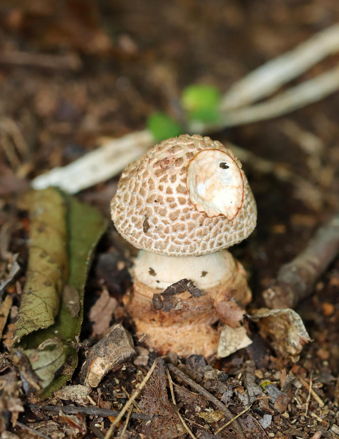 Mushroom - Amanita sp. Habitat: Growing on the ground; mixed forest Geotagged,Summer,United States,agaricales,amanita,fungus,mushroom