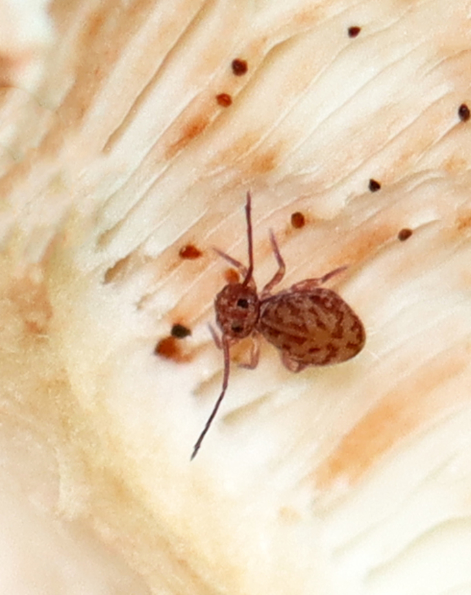 Globular Springtail - Ptenothrix marmorata *Tentative species ID<br />
<br />
Habitat: Found on the gills of a mushroom; mixed forest Geotagged,Ptenothrix,Ptenothrix marmorata,Summer,United States,collembola,globular springtail,springtail