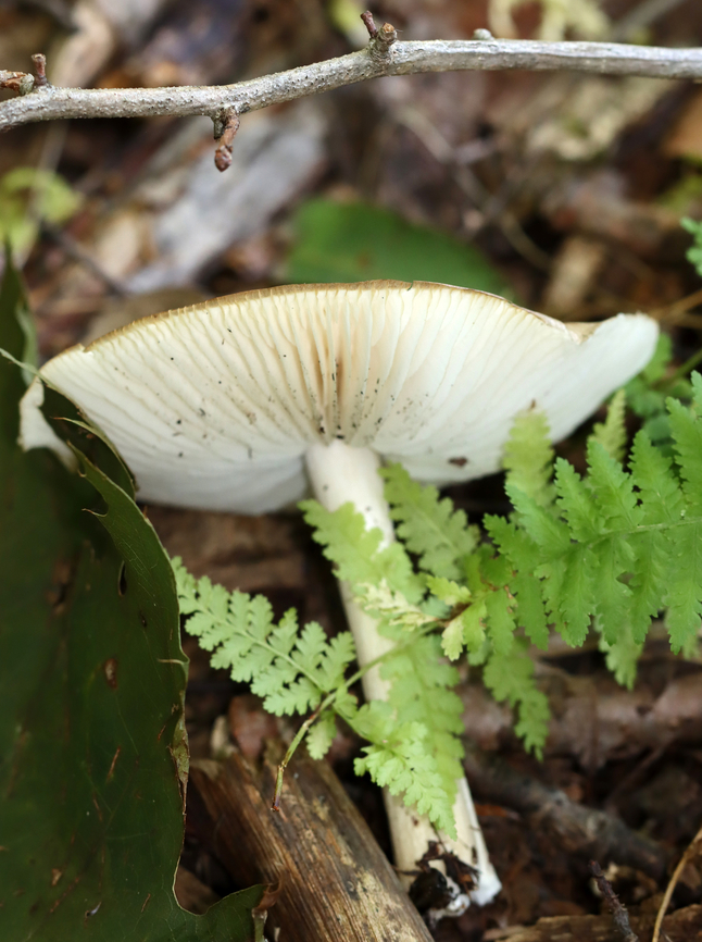 Platterful Mushroom - Megacollybia rodmanii Habitat: Growing in wood chips on a nature trail; mixed forest<br />
<figure class="photo"><a href="https://www.jungledragon.com/image/139218/platterful_mushroom_-_megacollybia_rodmanii.html" title="Platterful Mushroom - Megacollybia rodmanii"><img src="https://s3.amazonaws.com/media.jungledragon.com/images/3232/139218_thumb.jpg?AWSAccessKeyId=05GMT0V3GWVNE7GGM1R2&Expires=1759968010&Signature=KgR0SPaWv6ZqCLPTxVEPv34fNfI%3D" width="102" height="152" alt="Platterful Mushroom - Megacollybia rodmanii Habitat: Growing in wood chips on a nature trail; mixed forest<br />
https://www.jungledragon.com/image/139217/platterful_mushrooms_-_megacollybia_rodmanii.html Geotagged,Megacollybia,Megacollybia rodmanii,Platterful Mushrooms,Summer,United States,fungus,mushroom" /></a></figure> Geotagged,Megacollybia rodmanii,Summer,United States