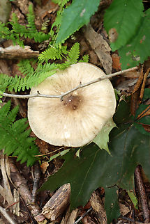 Platterful Mushroom - Megacollybia rodmanii Habitat: Growing in wood chips on a nature trail; mixed forest
https://www.jungledragon.com/image/139217/platterful_mushrooms_-_megacollybia_rodmanii.html Geotagged,Megacollybia,Megacollybia rodmanii,Platterful Mushrooms,Summer,United States,fungus,mushroom
