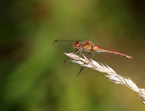 Yellow-legged Meadowhawk - Sympetrum vicinum Habitat: Meadow Geotagged,Summer,Sympetrum,Sympetrum vicinum,United States,Yellow-legged meadowhawk,dragonfly,meadowhawk,odonata