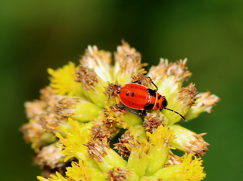 Small Milkweed Bug - Lygaeus kalmii Habitat: Meadow Geotagged,Lygaeus,Lygaeus kalmii,Small milkweed bug,Summer,United States,bug,milkweed bug