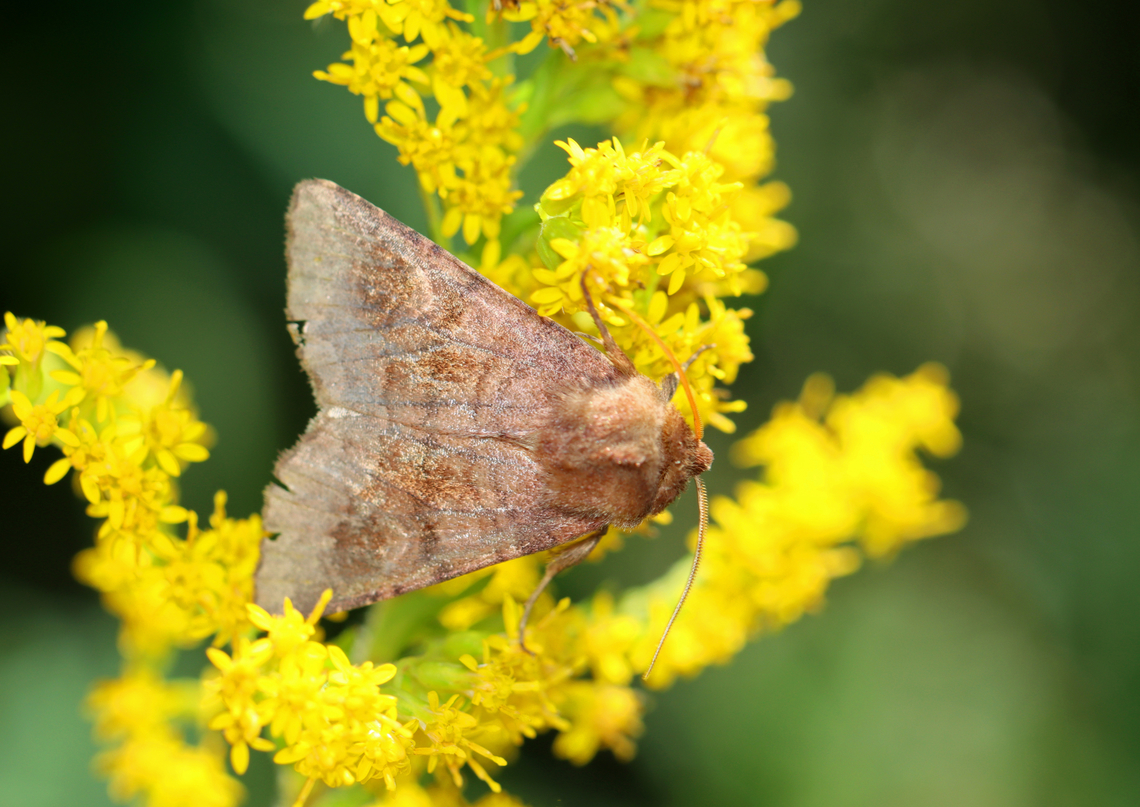 Bronzed Cutworm Moth - Nephelodes minians Looks like a faded individual, I think. <br />
<br />
Habitat: Meadow Bronzed Cutworm Moth,Geotagged,Nephelodes,Nephelodes minians,Summer,United States,cutworm moth,moth