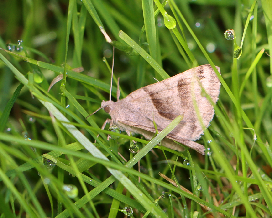 Forage Looper - Caenurgina erechtea Habitat: Meadow Caenurgina,Caenurgina erechtea,Forage Looper,Geotagged,Summer,United States,erebidae,looper,moth