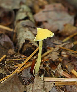 Yellow Unicorn Entoloma - Entoloma murrayi Habitat: Swampy, mixed forest
https://www.jungledragon.com/image/139307/yellow_unicorn_entoloma_-_entoloma_murrayi.html
https://www.jungledragon.com/image/139310/yellow_unicorn_entoloma_-_entoloma_murrayi.html
https://www.jungledragon.com/image/139308/yellow_unicorn_entoloma_-_entoloma_murrayi.html Entoloma murrayi,Geotagged,Summer,United States,Yellow unicorn Entoloma