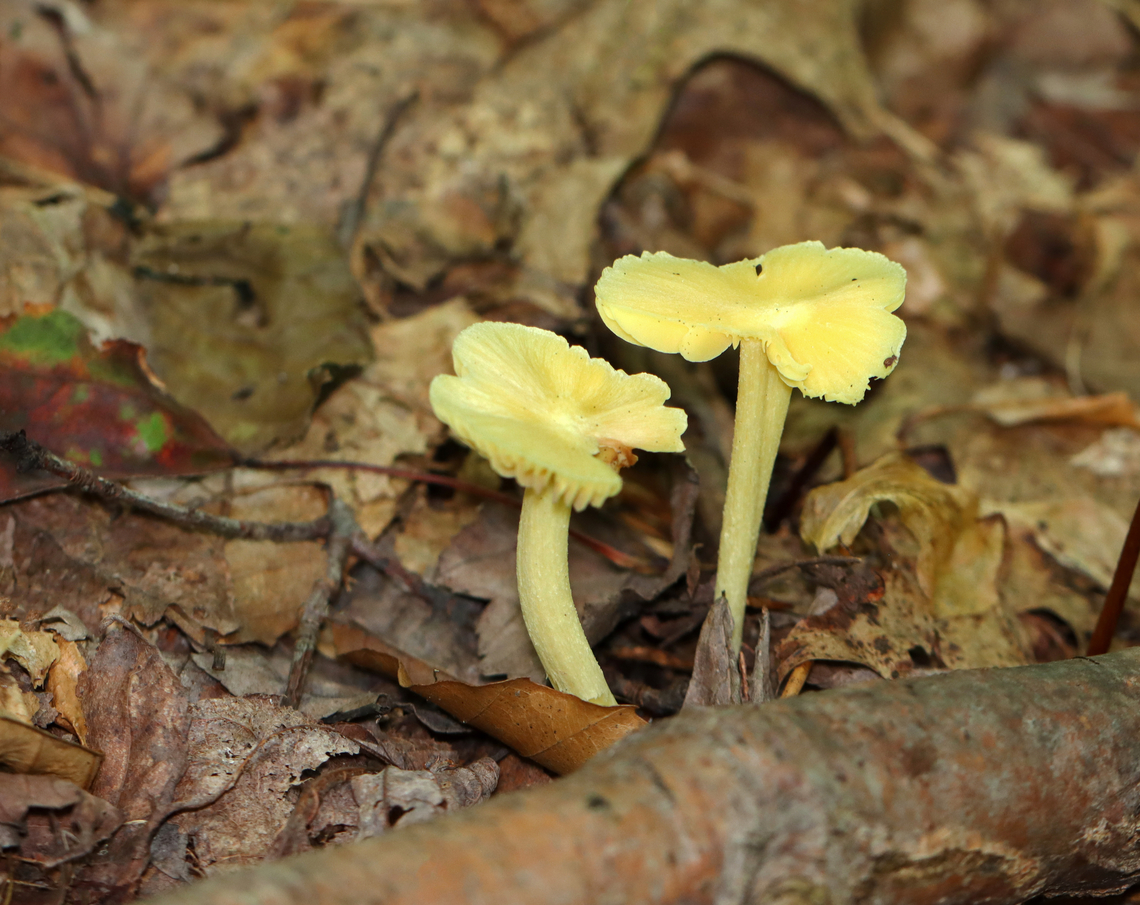 Yellow Unicorn Entoloma - Entoloma murrayi Habitat: Swampy, mixed forest<br />
<figure class="photo"><a href="https://www.jungledragon.com/image/139307/yellow_unicorn_entoloma_-_entoloma_murrayi.html" title="Yellow Unicorn Entoloma - Entoloma murrayi"><img src="https://s3.amazonaws.com/media.jungledragon.com/images/3232/139307_thumb.jpg?AWSAccessKeyId=05GMT0V3GWVNE7GGM1R2&Expires=1759968010&Signature=KWMO6%2FNnEB20yYU9VPjoPdzOxJY%3D" width="128" height="152" alt="Yellow Unicorn Entoloma - Entoloma murrayi Habitat: Swampy, mixed forest<br />
https://www.jungledragon.com/image/139307/yellow_unicorn_entoloma_-_entoloma_murrayi.html<br />
https://www.jungledragon.com/image/139310/yellow_unicorn_entoloma_-_entoloma_murrayi.html<br />
https://www.jungledragon.com/image/139308/yellow_unicorn_entoloma_-_entoloma_murrayi.html Entoloma murrayi,Geotagged,Summer,United States,Yellow unicorn Entoloma" /></a></figure><br />
<figure class="photo"><a href="https://www.jungledragon.com/image/139310/yellow_unicorn_entoloma_-_entoloma_murrayi.html" title="Yellow Unicorn Entoloma - Entoloma murrayi"><img src="https://s3.amazonaws.com/media.jungledragon.com/images/3232/139310_thumb.jpg?AWSAccessKeyId=05GMT0V3GWVNE7GGM1R2&Expires=1759968010&Signature=YIrob5Mg4214DDviThbHp4sa%2F9U%3D" width="200" height="154" alt="Yellow Unicorn Entoloma - Entoloma murrayi Habitat: Swampy, mixed forest<br />
https://www.jungledragon.com/image/139307/yellow_unicorn_entoloma_-_entoloma_murrayi.html<br />
https://www.jungledragon.com/image/139310/yellow_unicorn_entoloma_-_entoloma_murrayi.html<br />
https://www.jungledragon.com/image/139308/yellow_unicorn_entoloma_-_entoloma_murrayi.html Entoloma murrayi,Geotagged,Summer,United States,Yellow unicorn Entoloma,entoloma,fungus,mushroom,unicorn pinkgill" /></a></figure><br />
<figure class="photo"><a href="https://www.jungledragon.com/image/139308/yellow_unicorn_entoloma_-_entoloma_murrayi.html" title="Yellow Unicorn Entoloma - Entoloma murrayi"><img src="https://s3.amazonaws.com/media.jungledragon.com/images/3232/139308_thumb.jpg?AWSAccessKeyId=05GMT0V3GWVNE7GGM1R2&Expires=1759968010&Signature=pUXajvMb9VnlN0ototLKkS8owv8%3D" width="200" height="160" alt="Yellow Unicorn Entoloma - Entoloma murrayi Habitat: Swampy, mixed forest<br />
https://www.jungledragon.com/image/139307/yellow_unicorn_entoloma_-_entoloma_murrayi.html<br />
https://www.jungledragon.com/image/139310/yellow_unicorn_entoloma_-_entoloma_murrayi.html<br />
https://www.jungledragon.com/image/139308/yellow_unicorn_entoloma_-_entoloma_murrayi.html Entoloma murrayi,Geotagged,Summer,United States,Yellow unicorn Entoloma" /></a></figure> Entoloma murrayi,Geotagged,Summer,United States,Yellow unicorn Entoloma