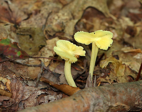 Yellow Unicorn Entoloma - Entoloma murrayi Habitat: Swampy, mixed forest
https://www.jungledragon.com/image/139307/yellow_unicorn_entoloma_-_entoloma_murrayi.html
https://www.jungledragon.com/image/139310/yellow_unicorn_entoloma_-_entoloma_murrayi.html
https://www.jungledragon.com/image/139308/yellow_unicorn_entoloma_-_entoloma_murrayi.html Entoloma murrayi,Geotagged,Summer,United States,Yellow unicorn Entoloma