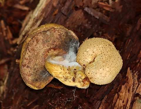 Parasitic Bolete - Pseudoboletus parasiticus, growing on Scleroderma citrinum Habitat: Growing on S. citrinum in a swampy, mixed forest Geotagged,Parasitic Bolete,Parasitic Fungus,Pseudoboletus,Pseudoboletus parasiticus,Summer,United States,bolete,earthball,fungus,mushroom,puffball,scleroderma,scleroderma citrinum