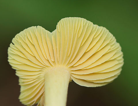 Yellow Unicorn Entoloma - Entoloma murrayi Habitat: Swampy, mixed forest
https://www.jungledragon.com/image/139307/yellow_unicorn_entoloma_-_entoloma_murrayi.html
https://www.jungledragon.com/image/139310/yellow_unicorn_entoloma_-_entoloma_murrayi.html
https://www.jungledragon.com/image/139308/yellow_unicorn_entoloma_-_entoloma_murrayi.html Entoloma murrayi,Geotagged,Summer,United States,Yellow unicorn Entoloma,entoloma,fungus,mushroom,unicorn pinkgill