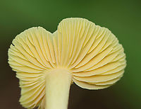 Yellow Unicorn Entoloma - Entoloma murrayi Habitat: Swampy, mixed forest<br />
https://www.jungledragon.com/image/139307/yellow_unicorn_entoloma_-_entoloma_murrayi.html<br />
https://www.jungledragon.com/image/139310/yellow_unicorn_entoloma_-_entoloma_murrayi.html<br />
https://www.jungledragon.com/image/139308/yellow_unicorn_entoloma_-_entoloma_murrayi.html Entoloma murrayi,Geotagged,Summer,United States,Yellow unicorn Entoloma,entoloma,fungus,mushroom,unicorn pinkgill