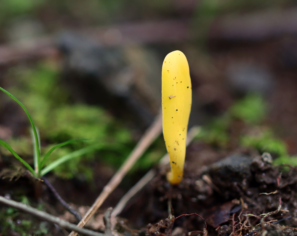 Unknown Yellow Club/Spindle/Tongue Fungus Clavulinopsis fusiformis, Spathularia flavida, Microglossum rufum...?? <br />
<br />
Growing in moss; swampy, mixed forest Geotagged,Summer,United States,fungus,mushroom