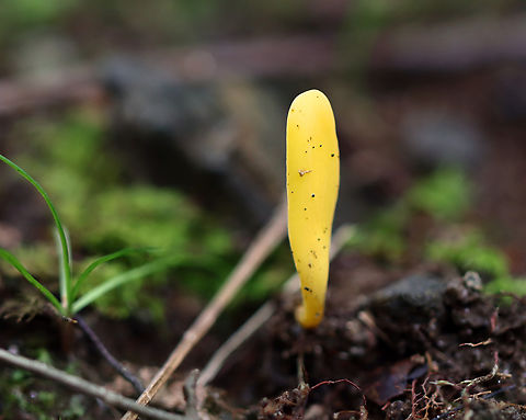 Unknown Yellow Club/Spindle/Tongue Fungus Clavulinopsis fusiformis, Spathularia flavida, Microglossum rufum...?? 

Growing in moss; swampy, mixed forest Geotagged,Summer,United States,fungus,mushroom