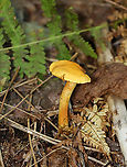 Yellow Cortinarius - Cortinarius lutescens A rare species.<br />
<br />
Habitat: Growing on the ground; mixed forest<br />
https://www.jungledragon.com/image/139313/mushroom_-_cortinarius_sp.html Cortinarius lutescens,Geotagged,Summer,United States,Yellow Cortinarius,cortinarius,fungus,mushroom